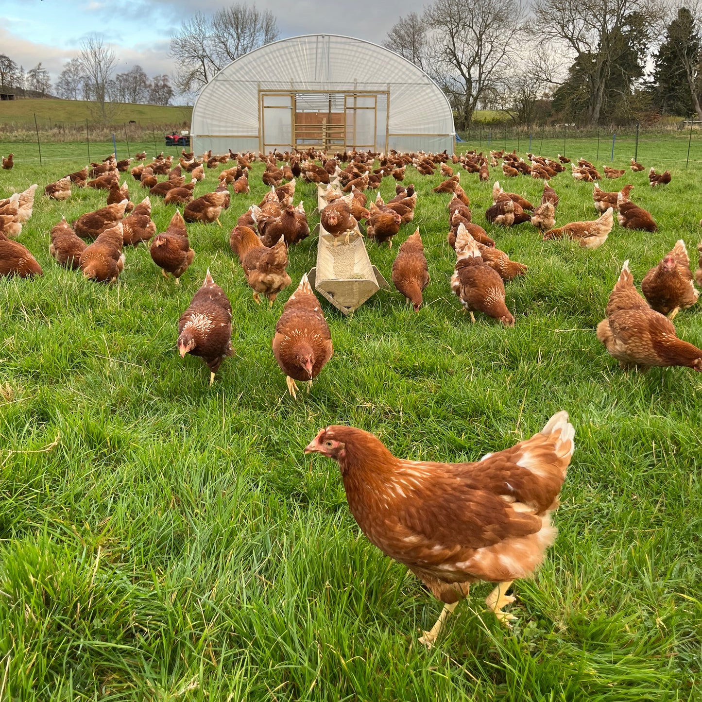 Egg Boxes – Fresh, Pasture-Raised Eggs